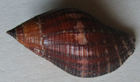 Nassa serta , (Bruguière, 1789)